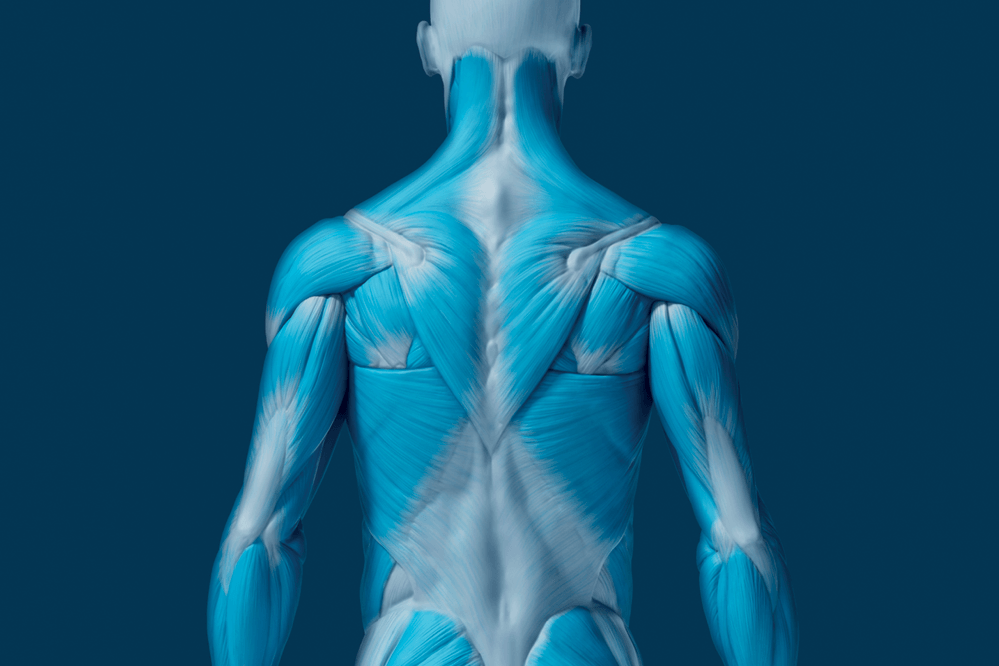 muscles of your lumbar spine